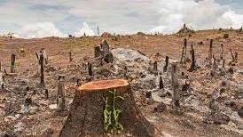 Where the Trees Once Stood: Climate Change and Survival in Rural Zimbabwe
