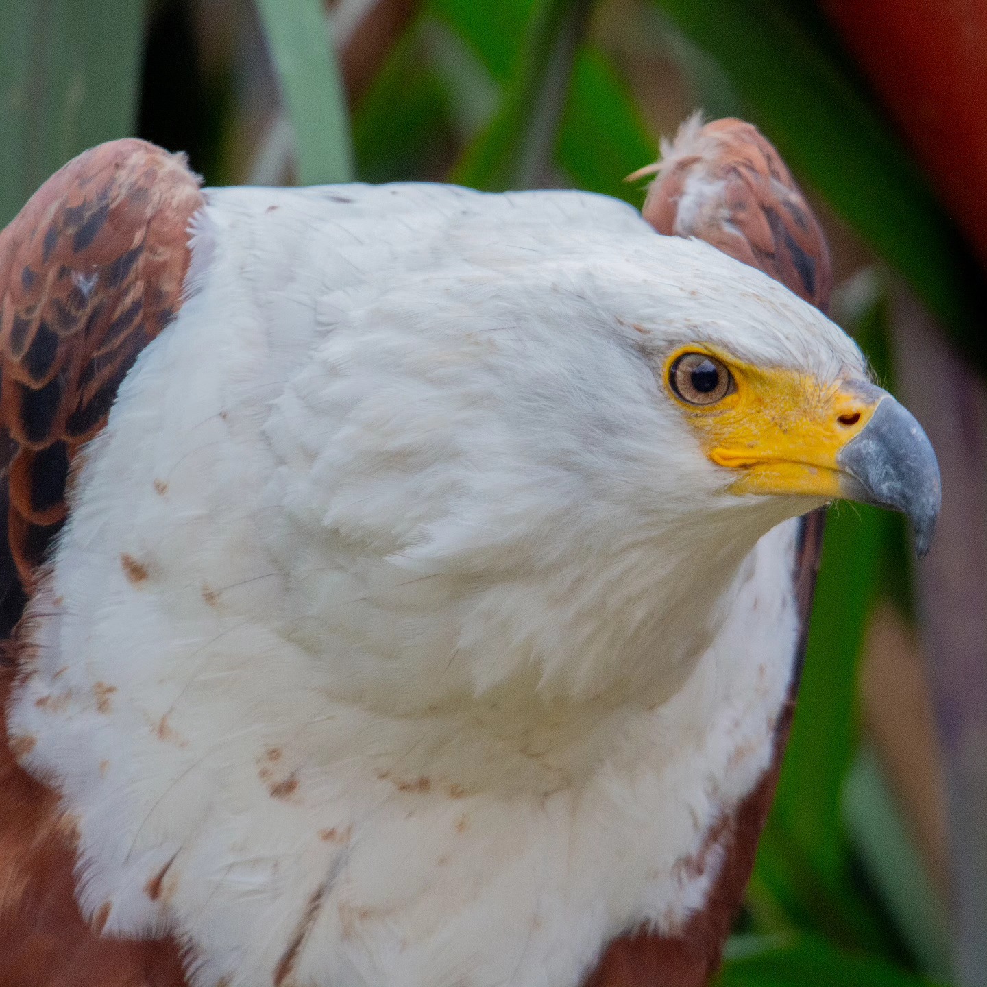 Zimbabwe Set to Host Global Birds of Prey Conference in 2026